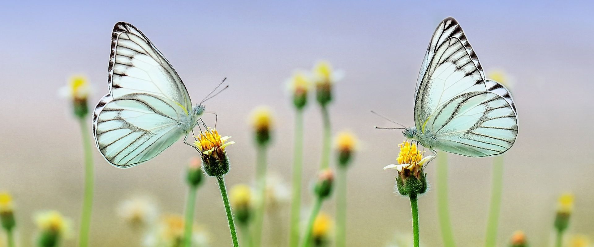 Deux papillons posés sur des fleurs dans une prairie