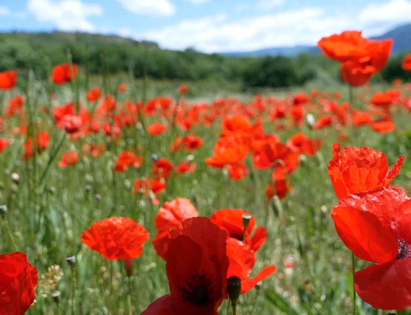 Champ de coquelicots sous le soleil