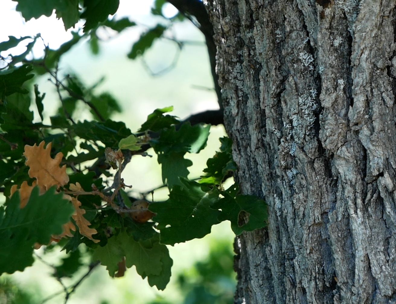 Feuilles et écorce d'un chêne dans la lumière